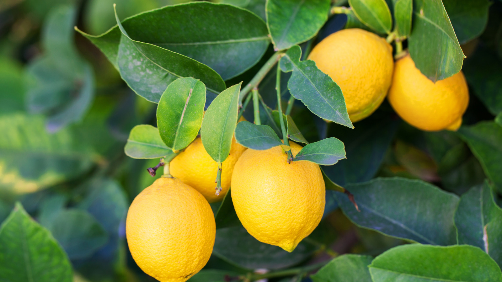 How To Turn A Batch Of Lemons Into An Elegant Centerpiece For Your Dining Table - Tasting Table