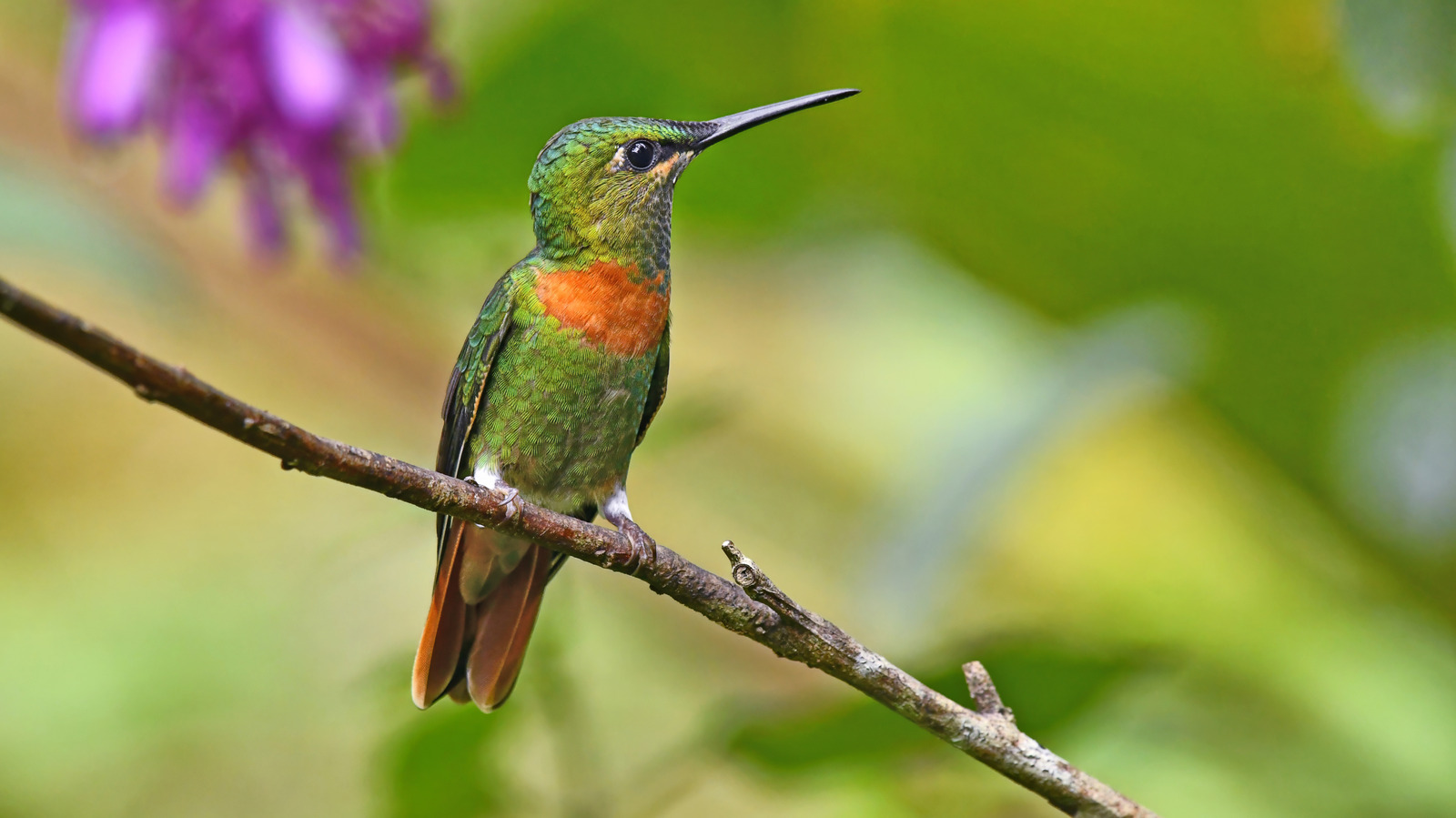 How To Use Leftover Fruit To Help Attract More Hummingbirds To Your Yard