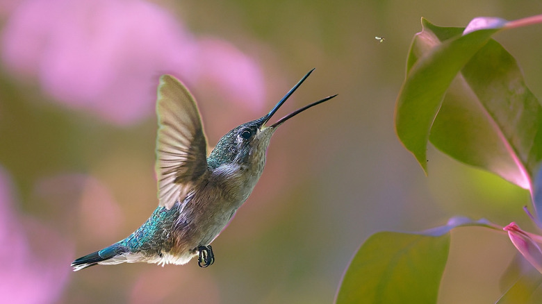a hummingbird with its beak open chases a tiny flying insect near the leaves of a plant