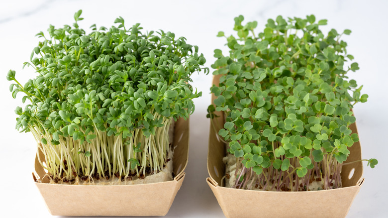 raw sprouts and microgreens