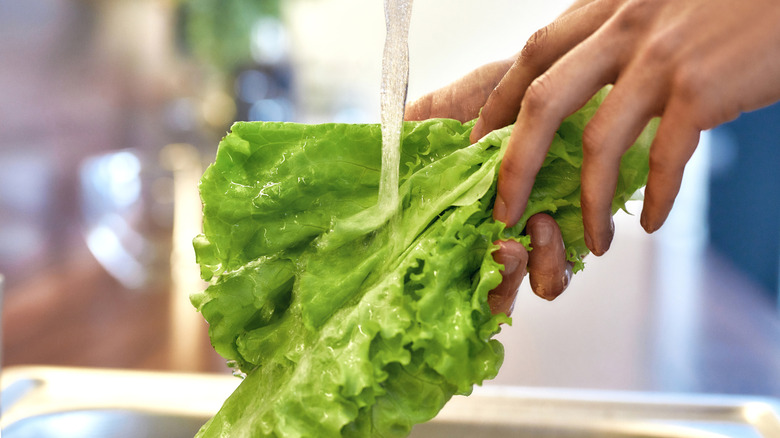 washing lettuce under running water