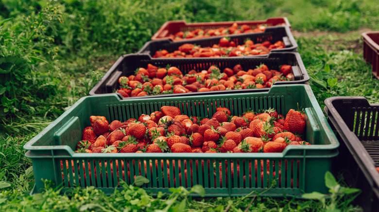 harvested strawberries