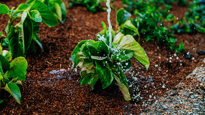 Steam of water pouring down onto leafy green plant in plot of garden soil