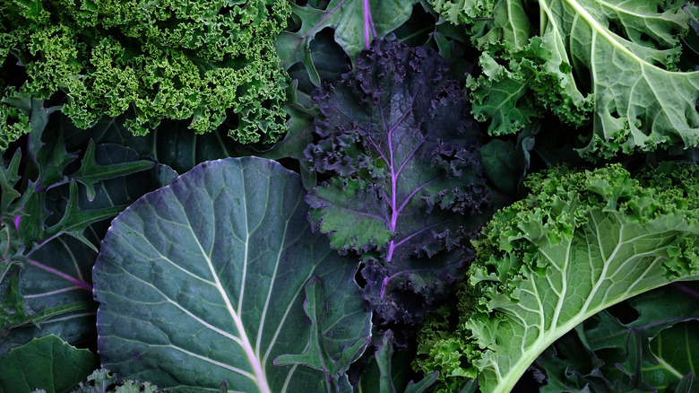 different types of kale leaves
