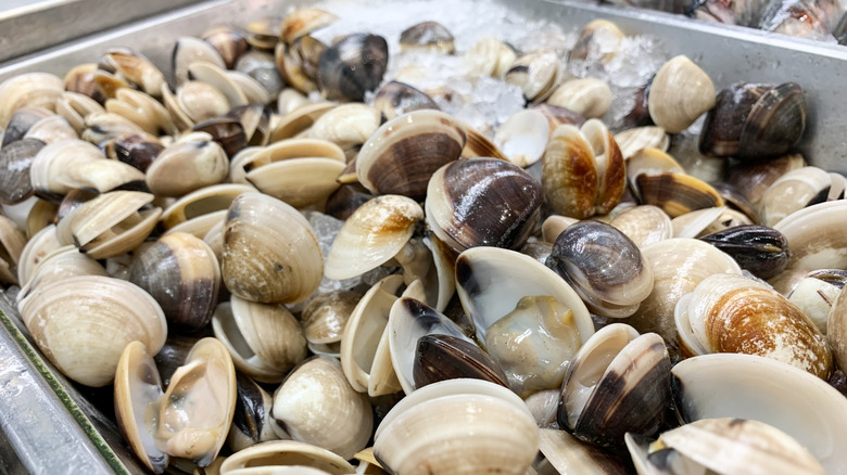 Fresh clams being stored on ice