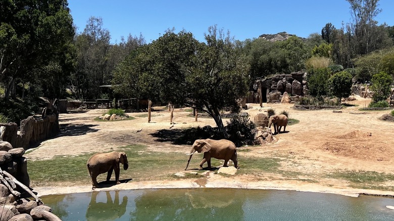 San Diego Zoo Safari Park Elephant Valley