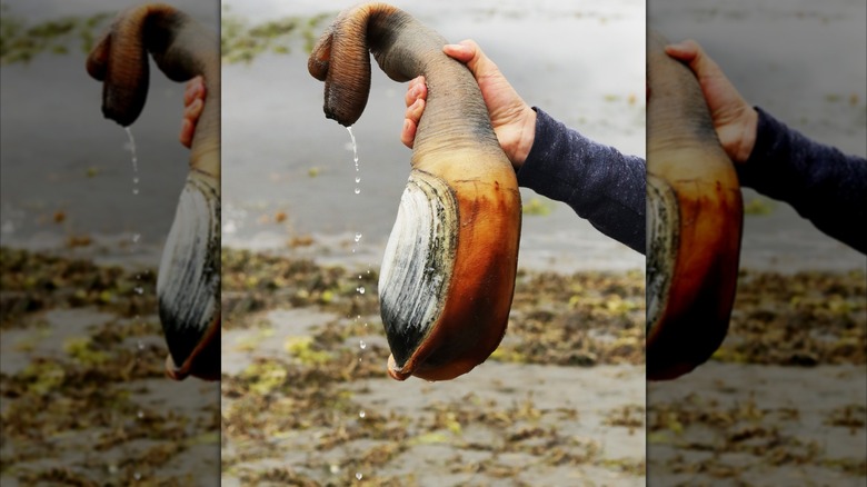 Hand holds geoduck at beach