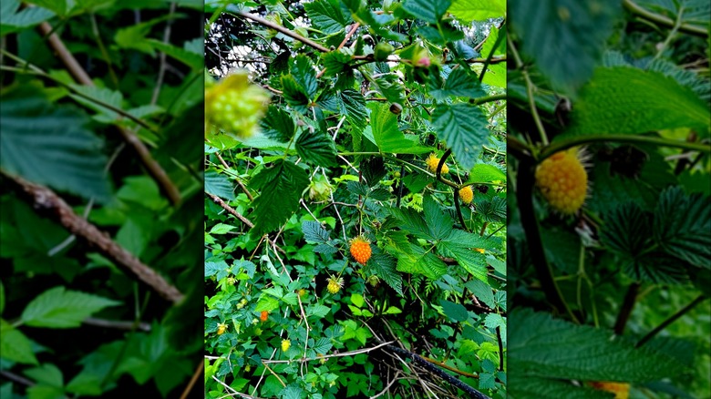 Salmonberry growing in Mukilteo