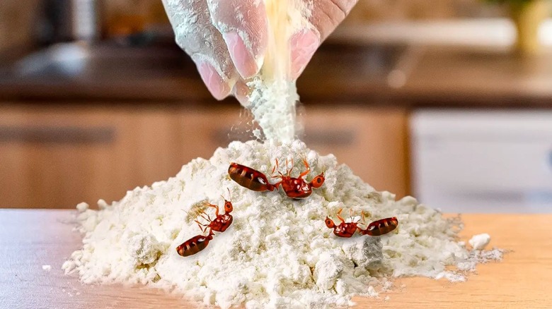 Hand sprinkling flour over dead ants