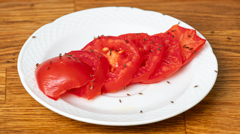 Fruit flies on tomato slices on plate