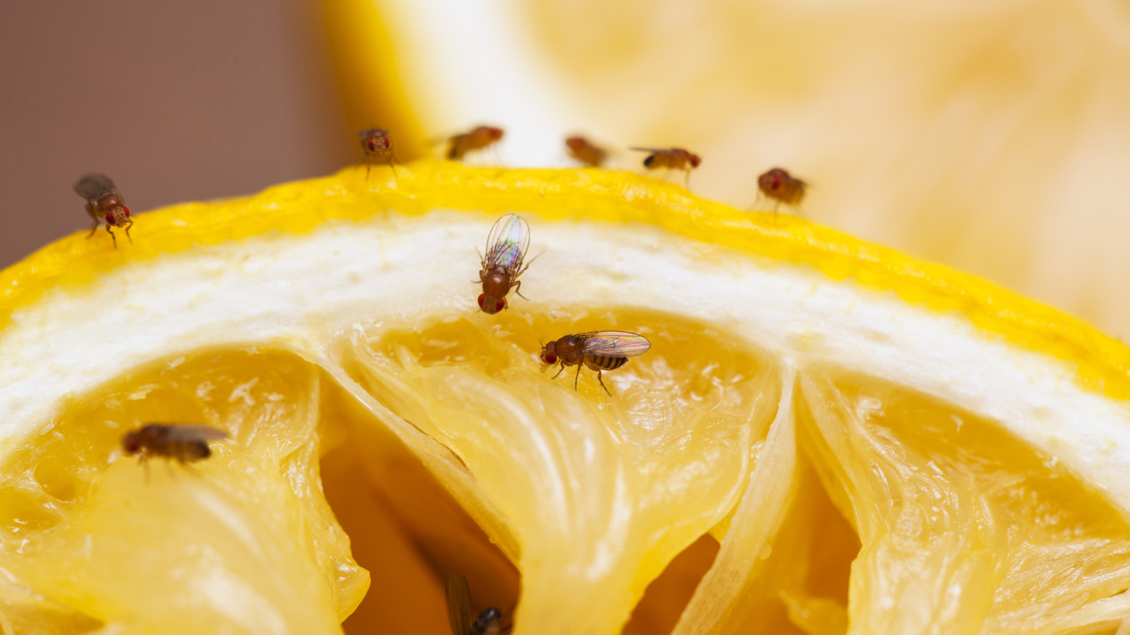 If Fruit Flies Keep Appearing In Your Kitchen, Grab A Little Duct Tape