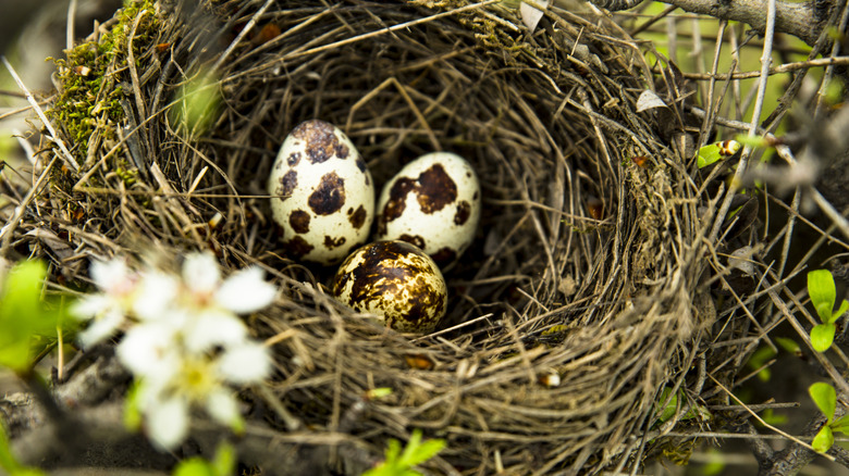 Bird eggs in nest in garden