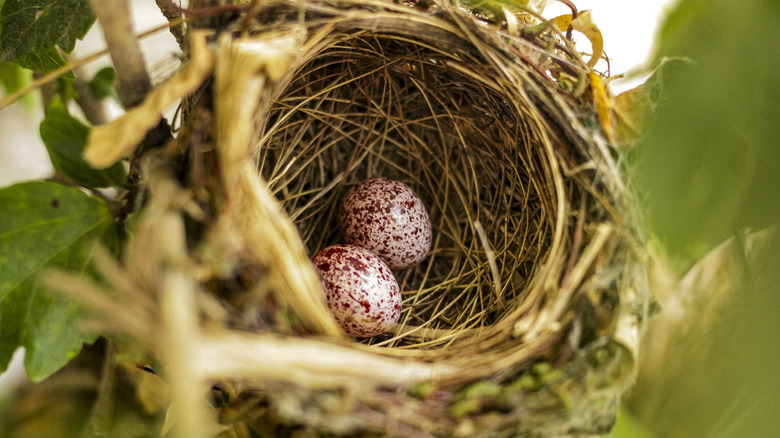 Bird eggs in nest surrounded by leaves