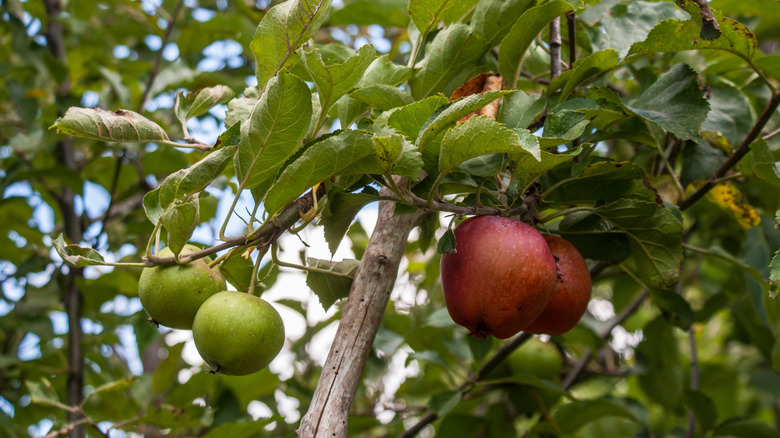 Grafted apple tree with both red and green apples