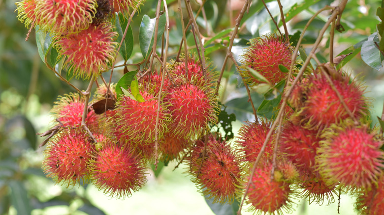 A buschel of rambutan growing on a tree