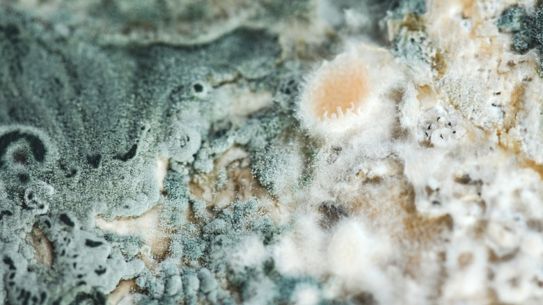 A closeup of blue-green, white fuzzy mold on bread