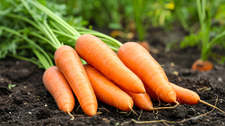 Harvested carrots lying on the ground