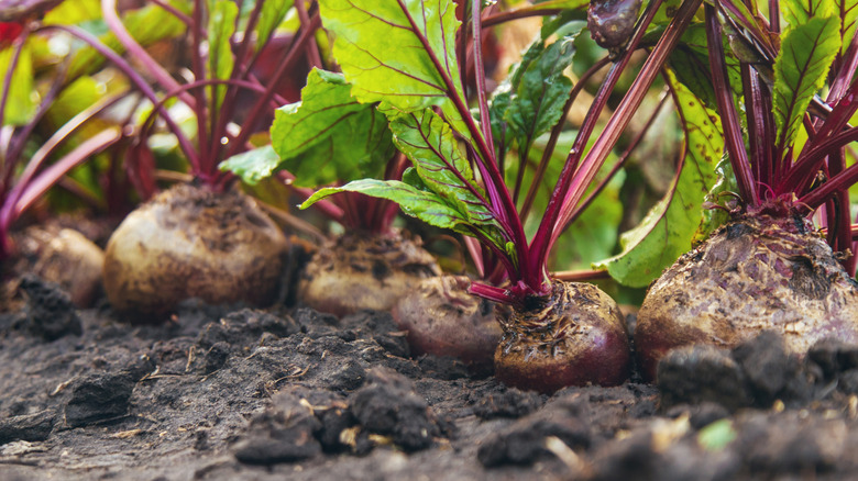 Growing beets poke out of the ground