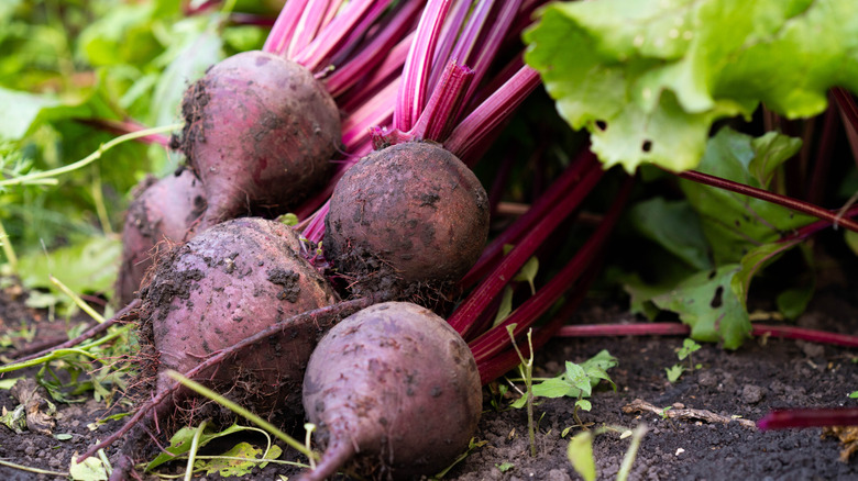 Recently harvested beets lie on the ground, with soil still clinging to them