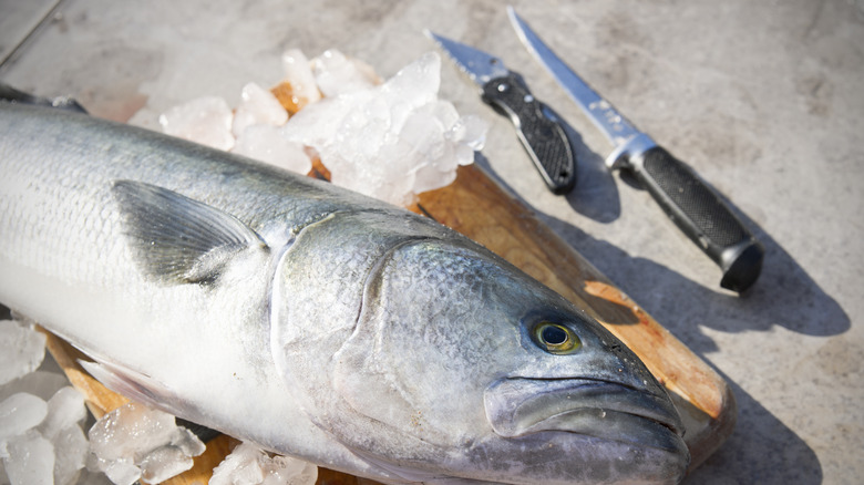 whole bluefish on ice next to a fillet knife