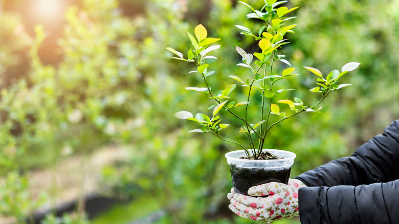 A person with a black jacket and floral gloves holds a small blueberry plant in a plastic container outside.