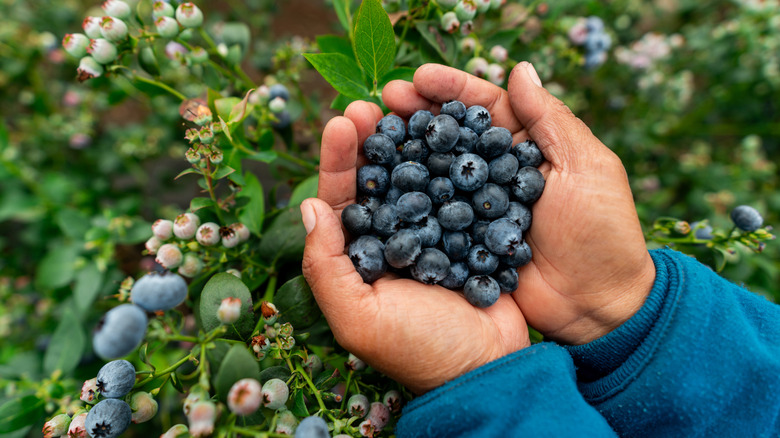 A person holding a handful of blueberries in front of a blueberry bush