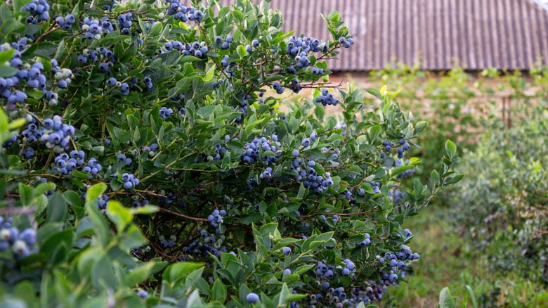 A blueberry bush in an orchard, heavily laden with ripe fruit