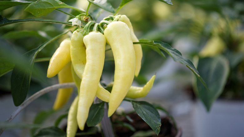 cascabella chili peppers