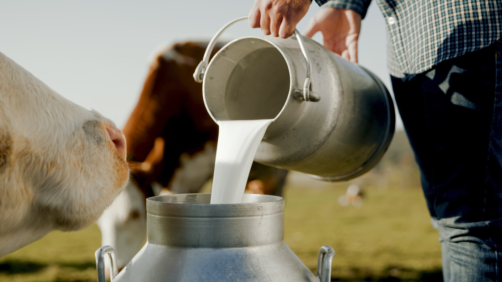 In This Country That Drinks Massive Amounts Of Milk, Dairy Is A Way Of Life - Tasting Table