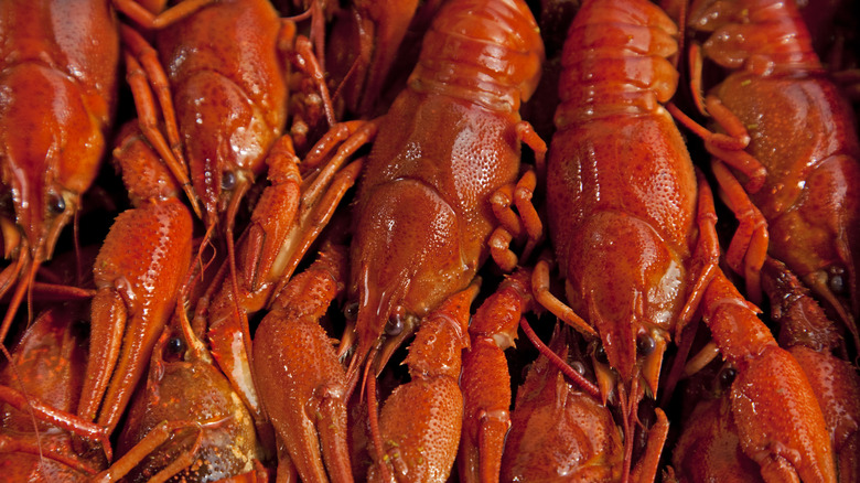 bright red cooked crawfish