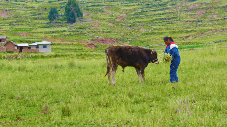 indigenous farmer feeding bull in field