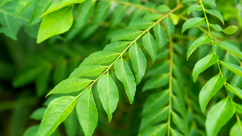 Close-up of a curry leaf plant