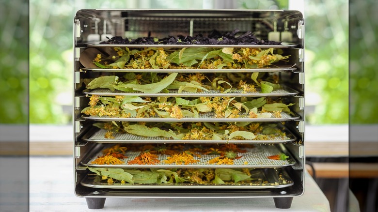 Multiple sheets of herbs in dehydrator