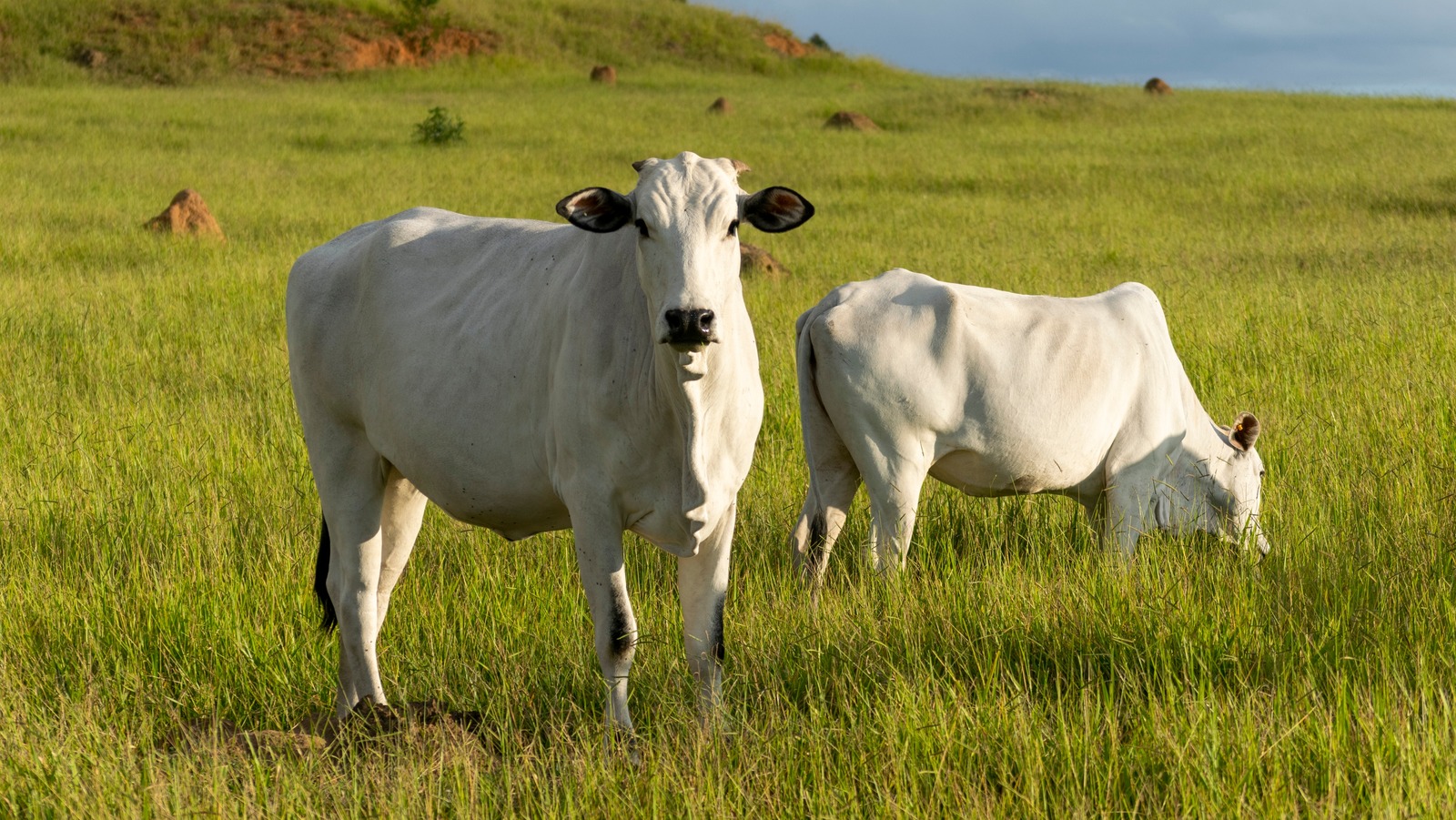 Is Grass-Fed Beef Really Better Than Regular Beef?