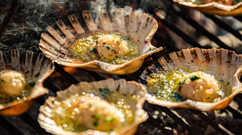 grilled scallops in shell