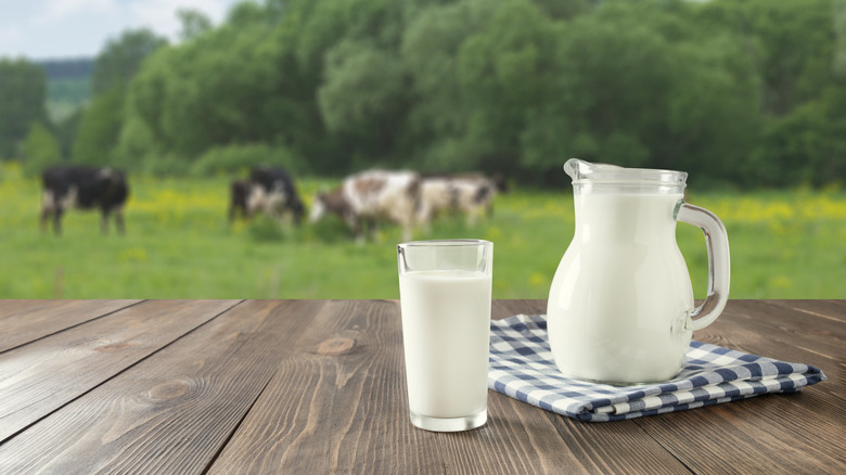 a pitcher and a glass of milk with cows in background