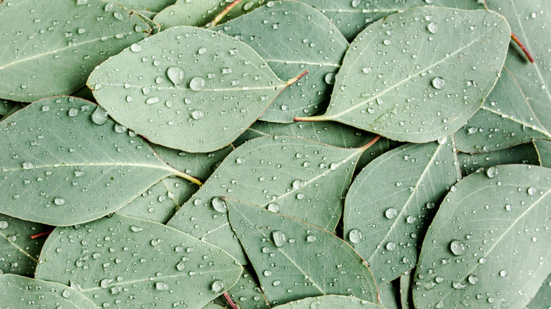 raindrops on eucalyptus leaves
