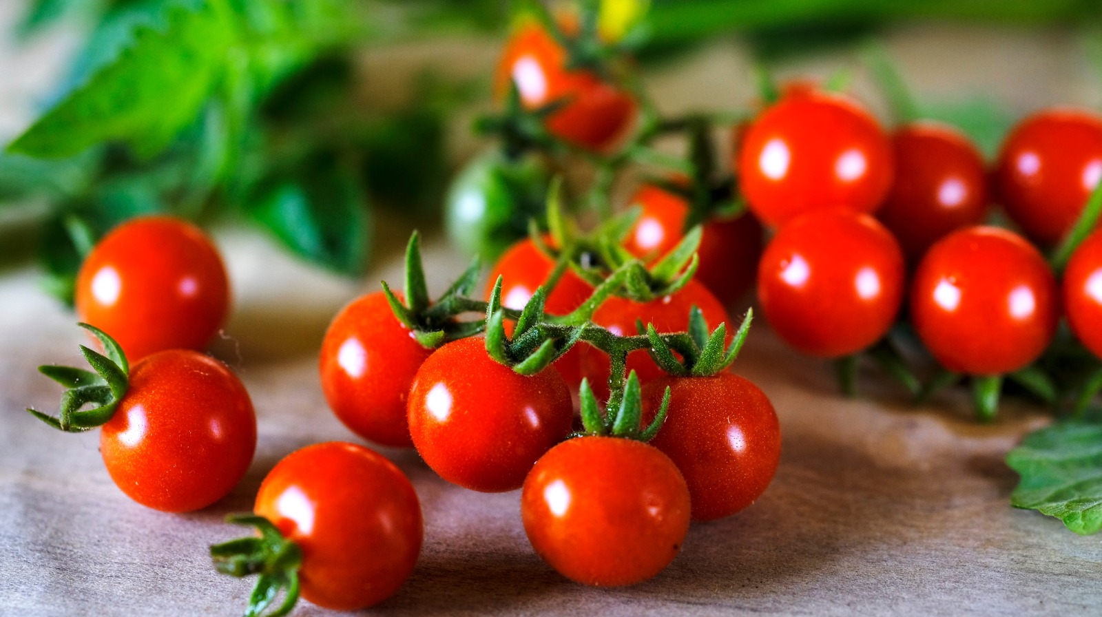 Is It Dangerous To Eat Tomato Stems And Leaves?