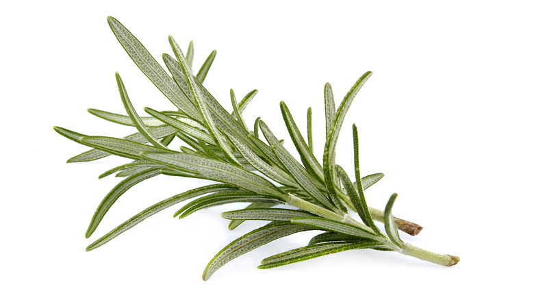 Rosemary with stem