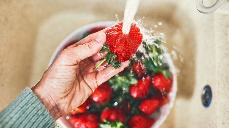 Person washing fresh strawberries under running water