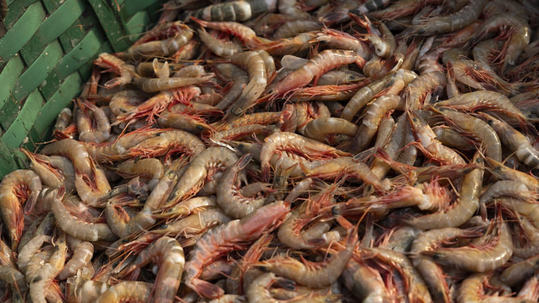 A basket of whole, raw shrimp