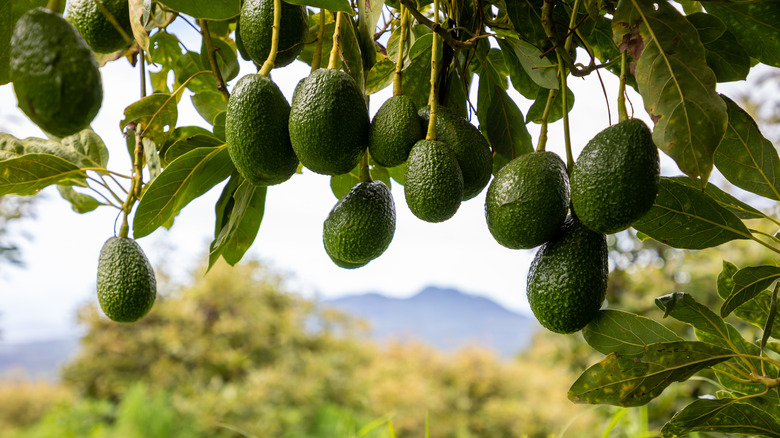Avocados hanging from a tree