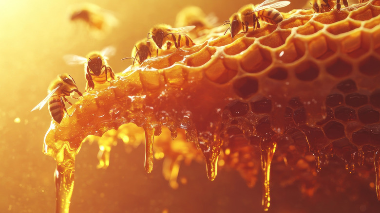 Bees crawling on top of a dripping honeycomb