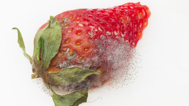 Strawberry with mold growing on it