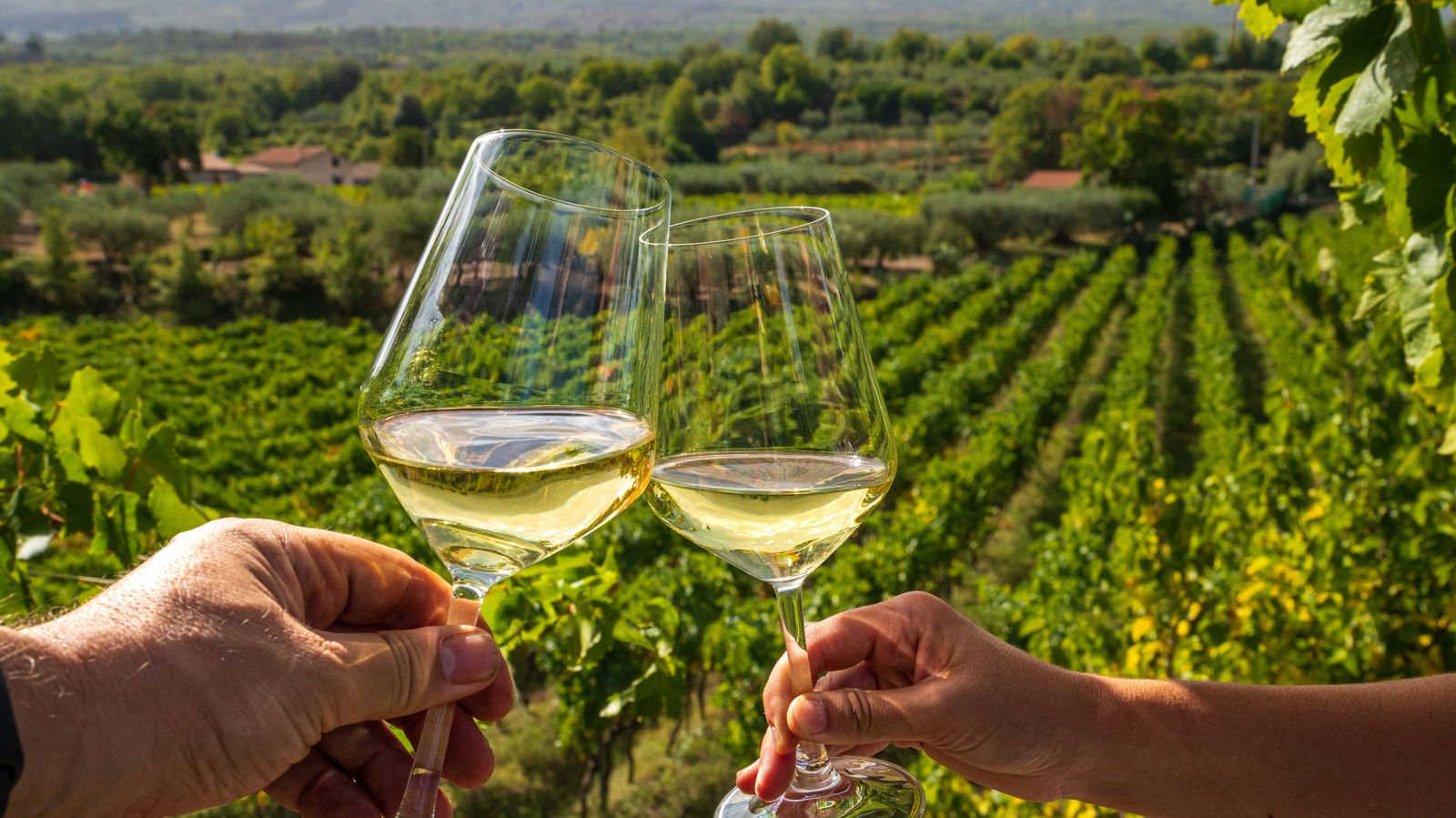 Is Pinot Grigio Dry Or Sweet? What Wine Newbies Should Know