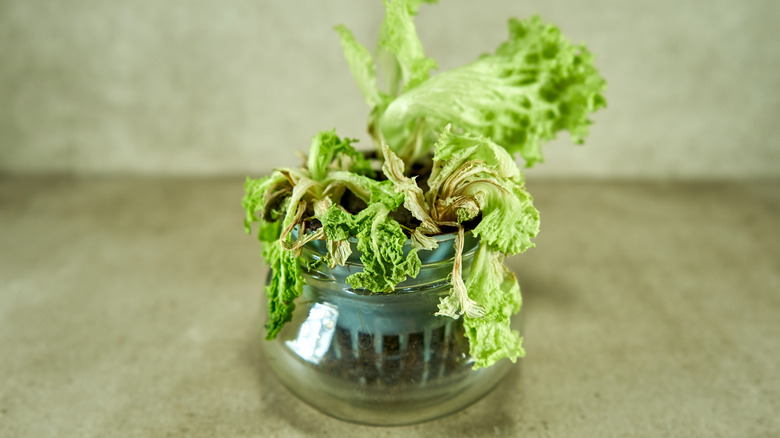 Lettuce plant wilting in a pot