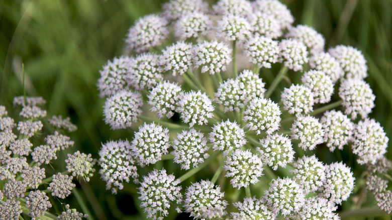 A closeup of the white umbel flower head of a caraway plant