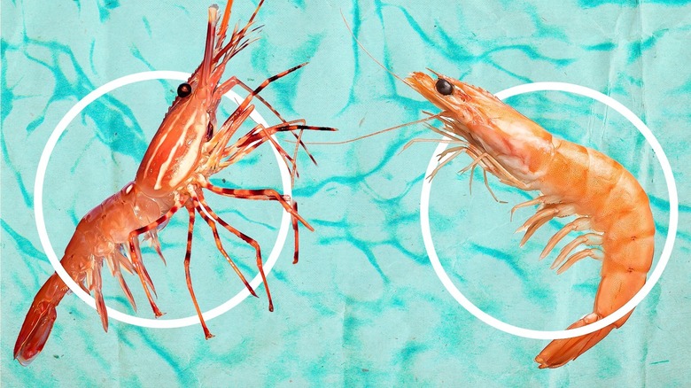 Prawn and shrimp comparison graphic