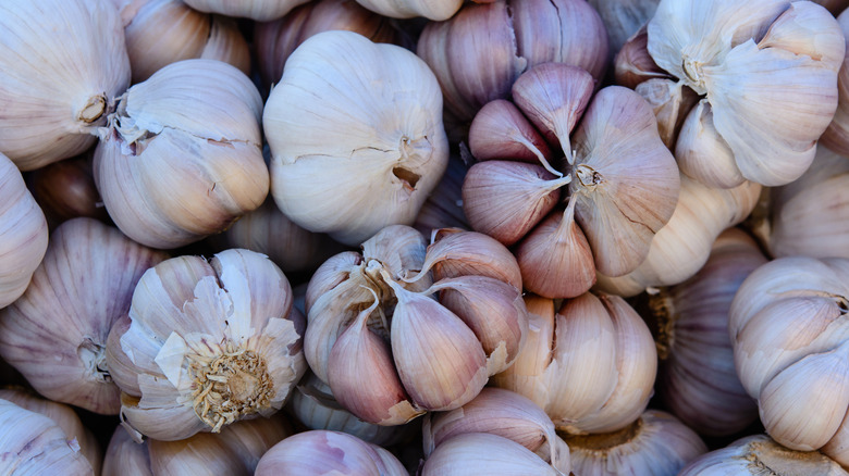 Piled softneck garlic