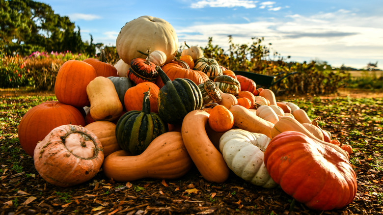 Orange and white pumpkins